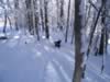 This is the best place to ski--through the trees (56kb)